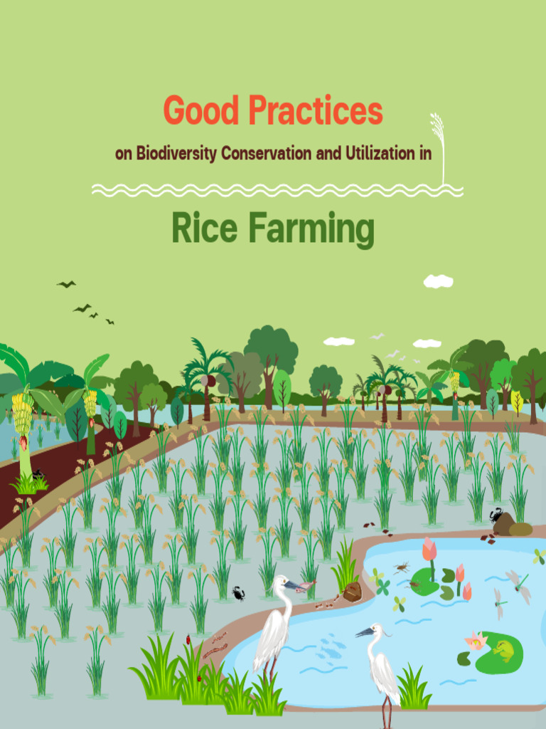 Rice Book Good Practices | PDF | Agriculture | Organic Farming