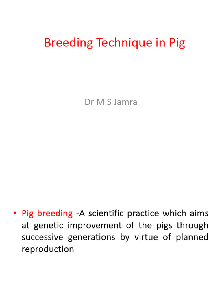 Breeding in Pig | PDF | Inbreeding | Selective Breeding