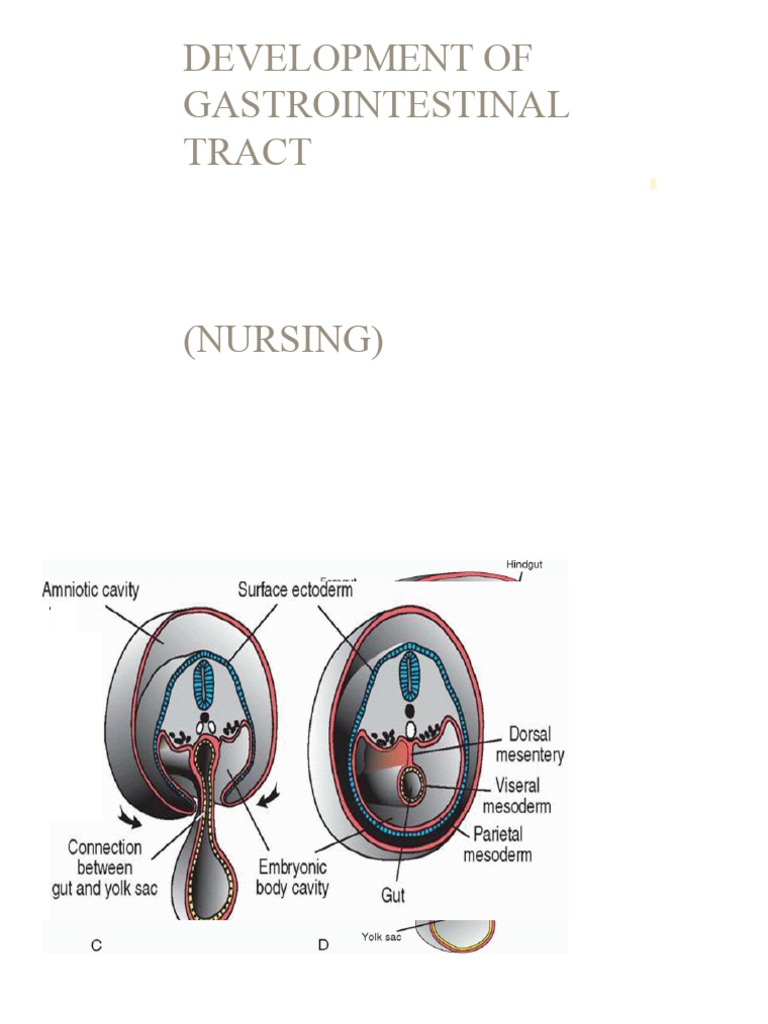 Development of Gastrointestinal Tract | PDF | Tongue | Gastrointestinal ...