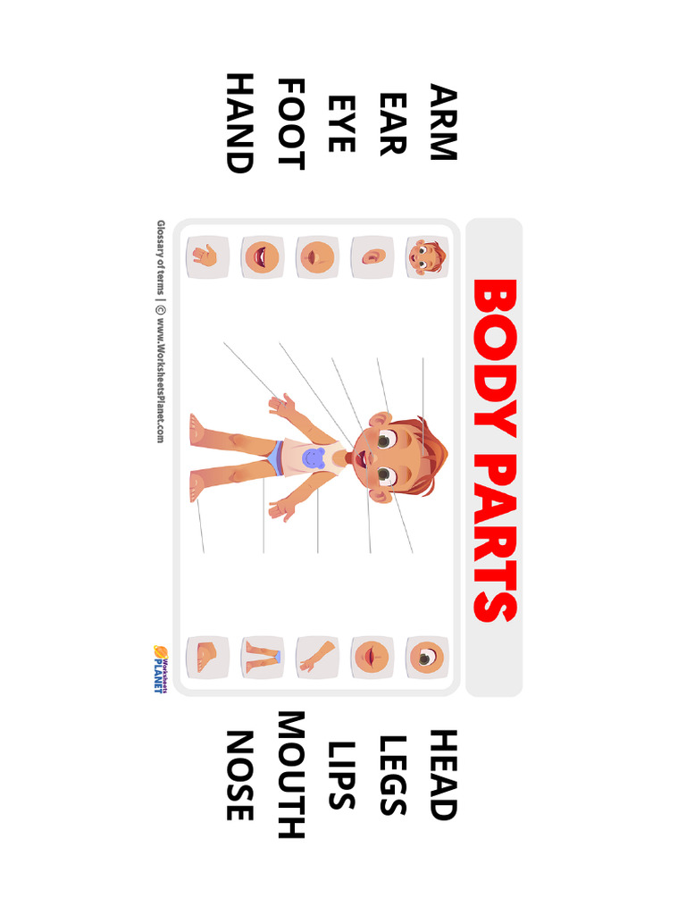 Body Parts Exercise | PDF