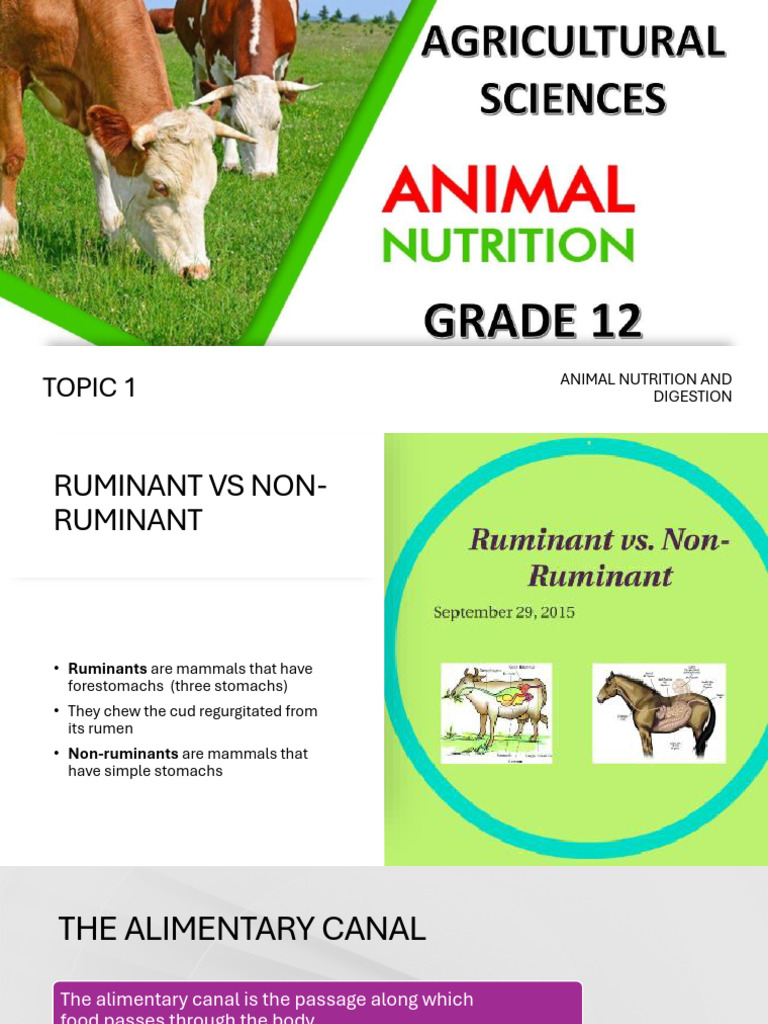Agricultural Sciences Lesson 1 | PDF | Ruminant | Digestion