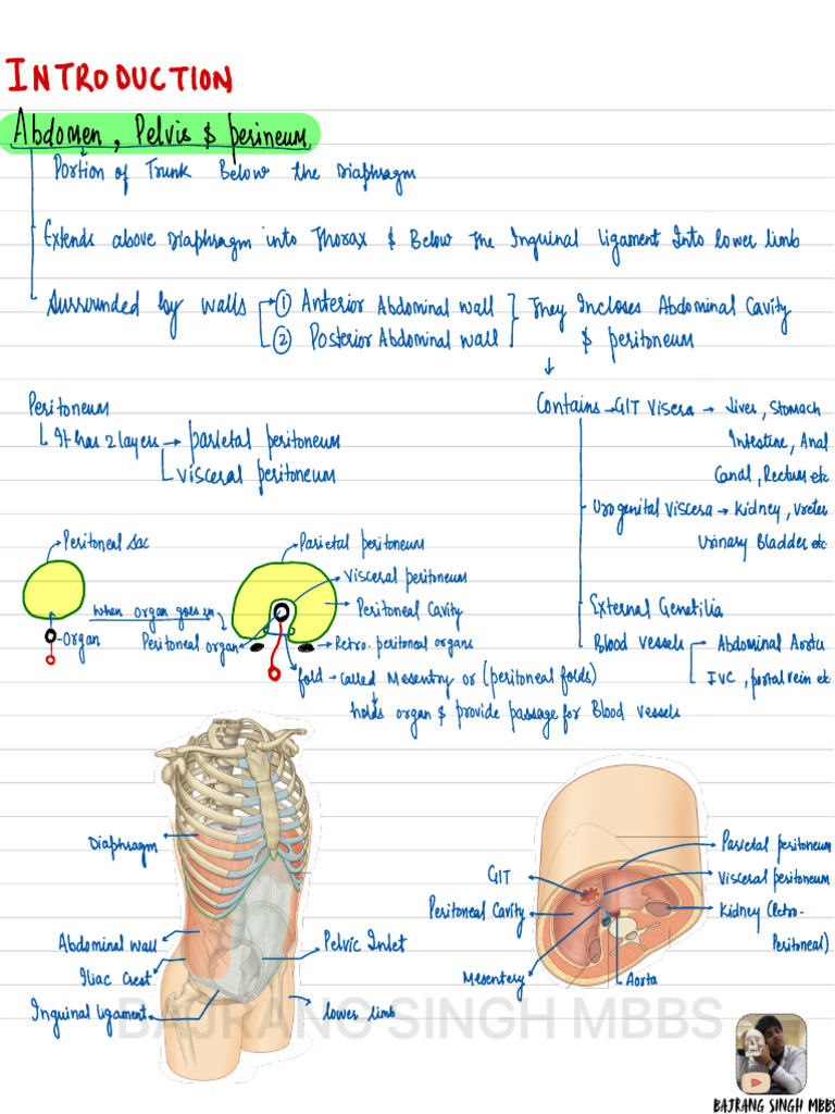 Introduction To Abdomen & Pelvis (Lec-1) | PDF | Peritoneum | Abdomen