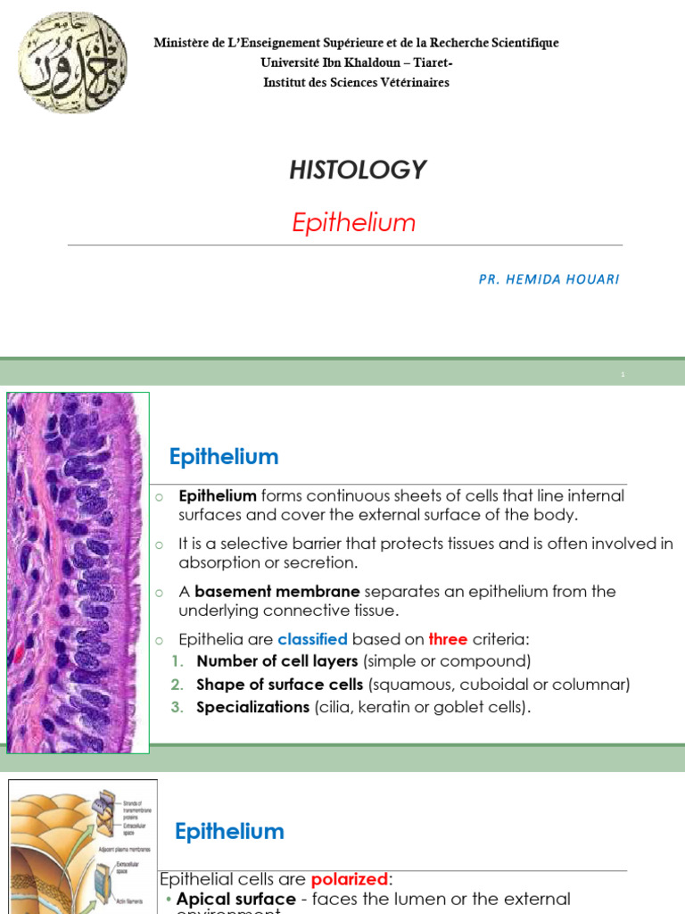 1.histology 1 Epithelium | PDF | Epithelium | Anatomy
