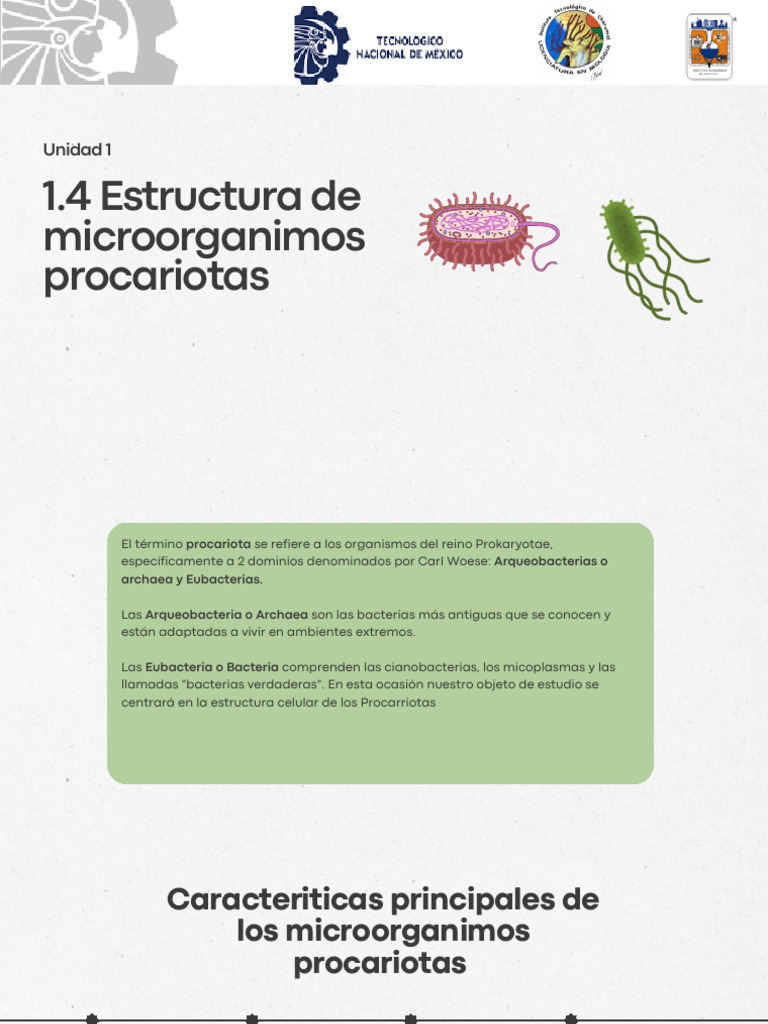1.4.estructura de Microrganismo Procariotas | PDF | Las bacterias ...