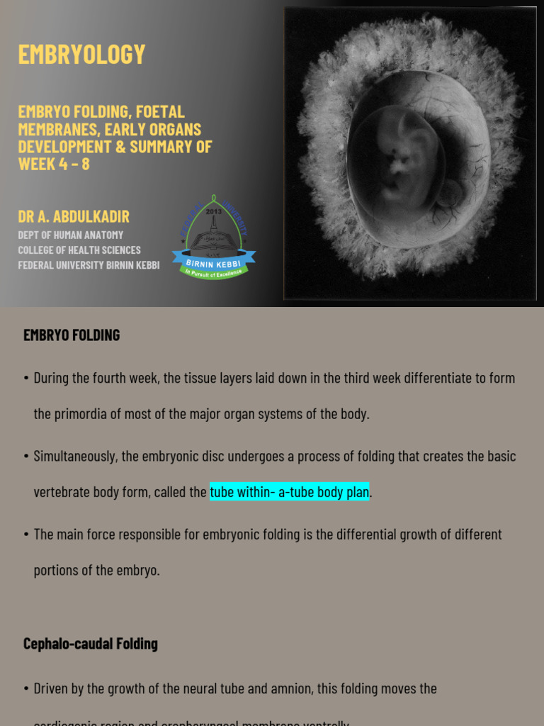 Embryology L4 | PDF