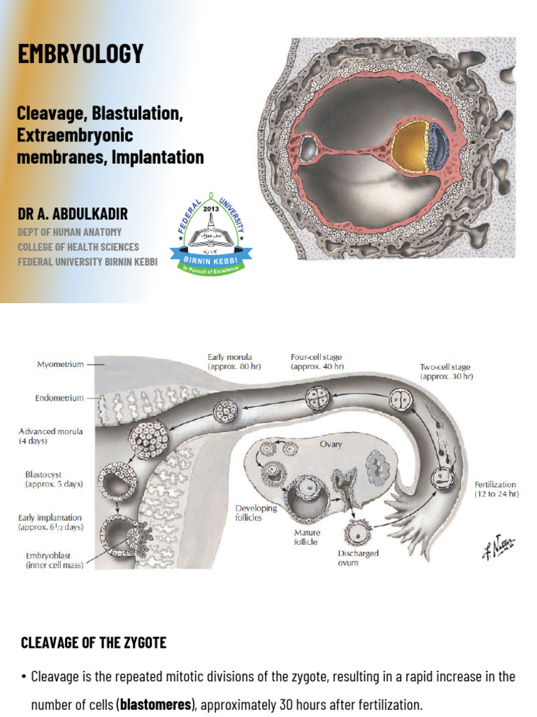 Embryology L2 | PDF | Reproduction | Developmental Biology