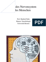 Zentrales Nervensystem Des Menschen