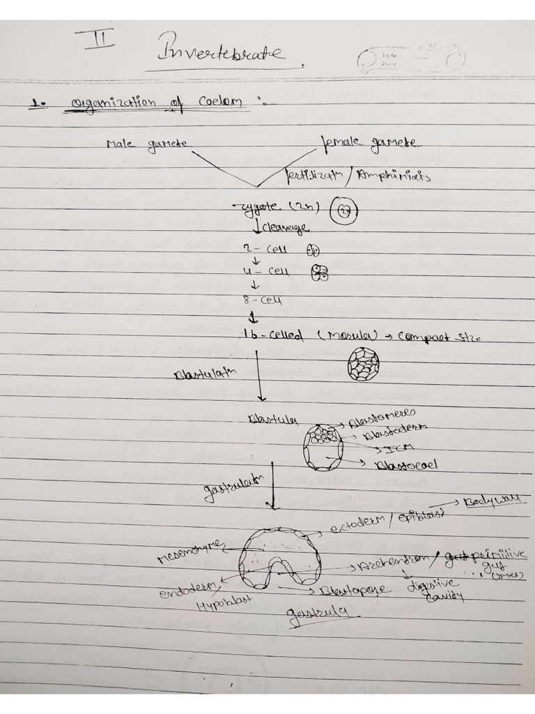 Structure, Function of Invertebrates Notes | PDF