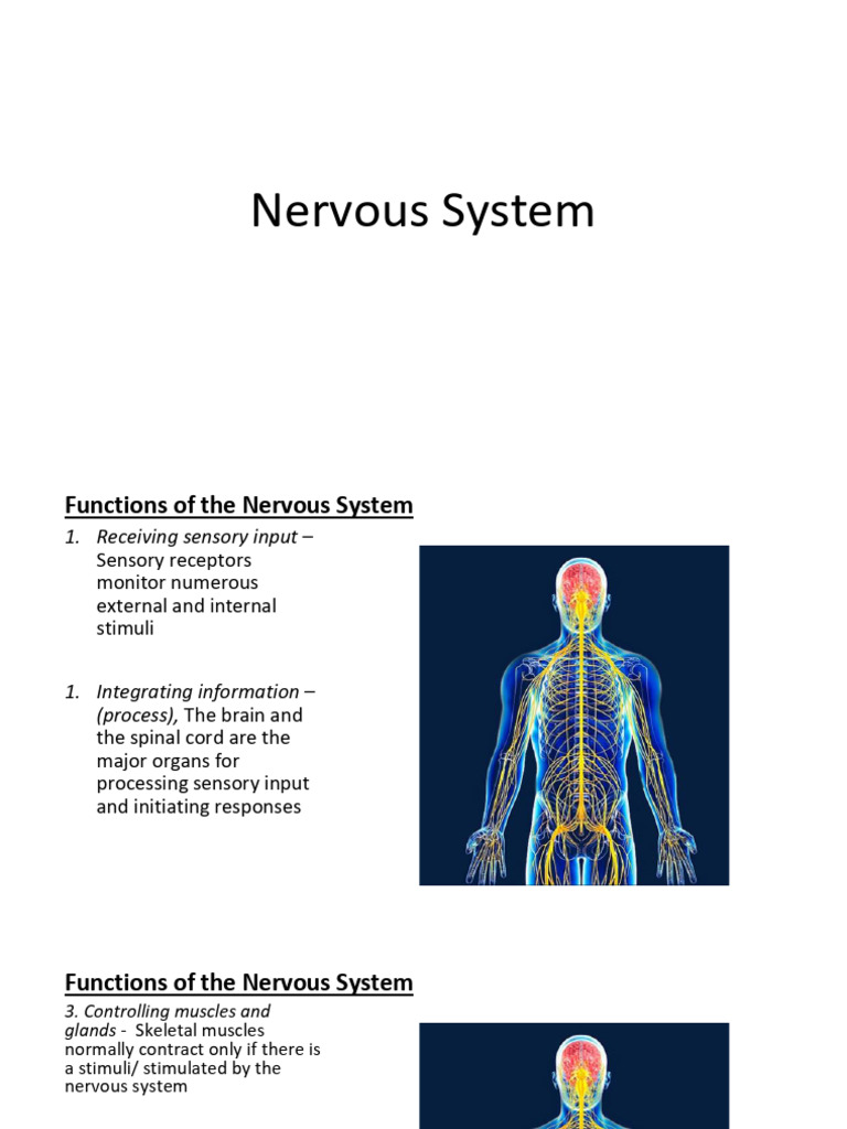 Nervous System Part-1 | PDF | Central Nervous System | Nervous System