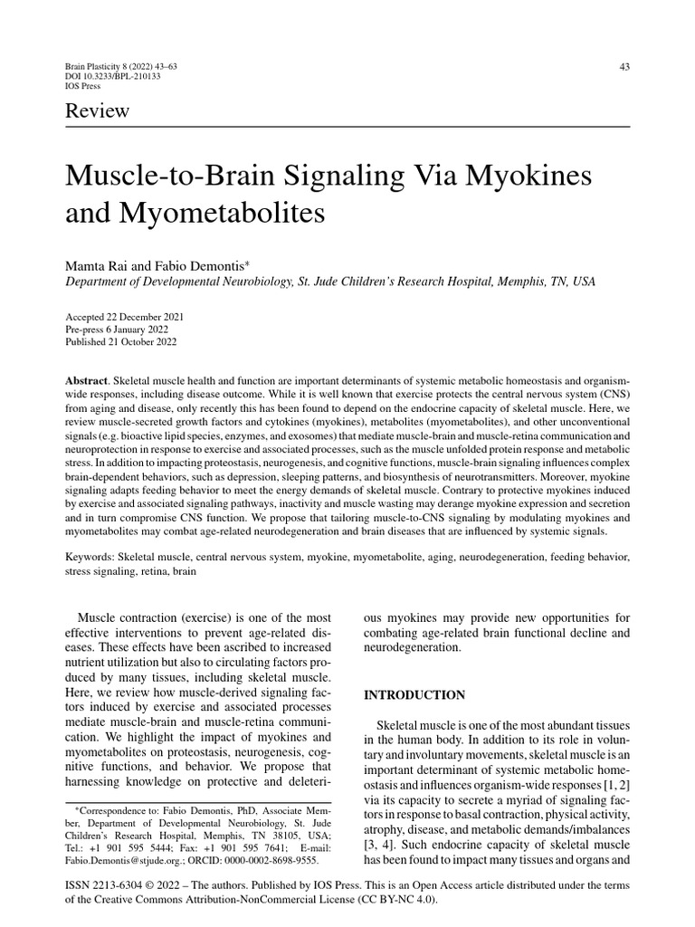 myokines | PDF | Interleukin 6 | Skeletal Muscle