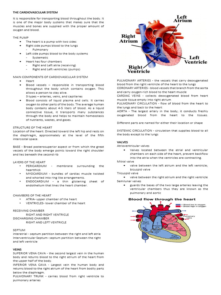 The Cardiovascular System | PDF | Heart | Heart Valve