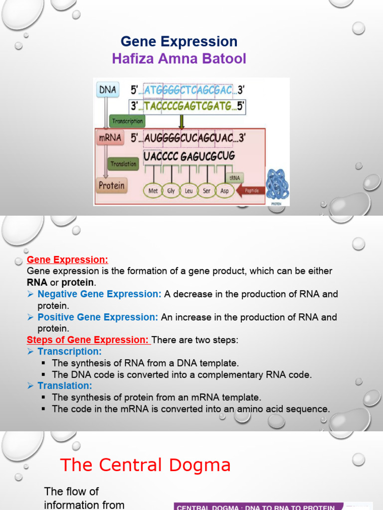 Gene expression | PDF | Translation (Biology) | Rna