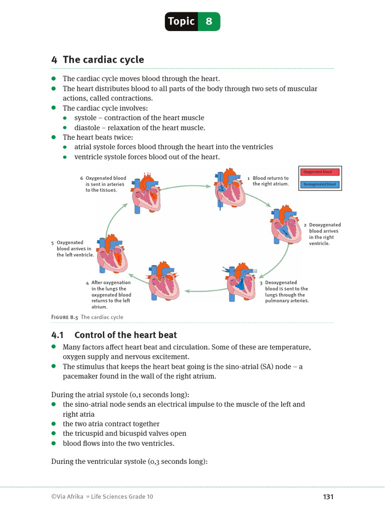 Cardiac and Lymphatic System | PDF | Lymph | Atrium (Heart)