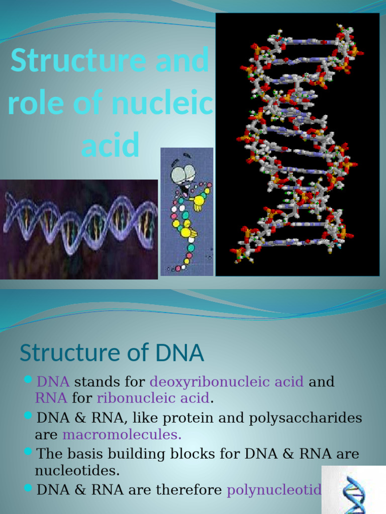 Structure and Role of Nucleic Acid | PDF | Nucleotides | Translation ...