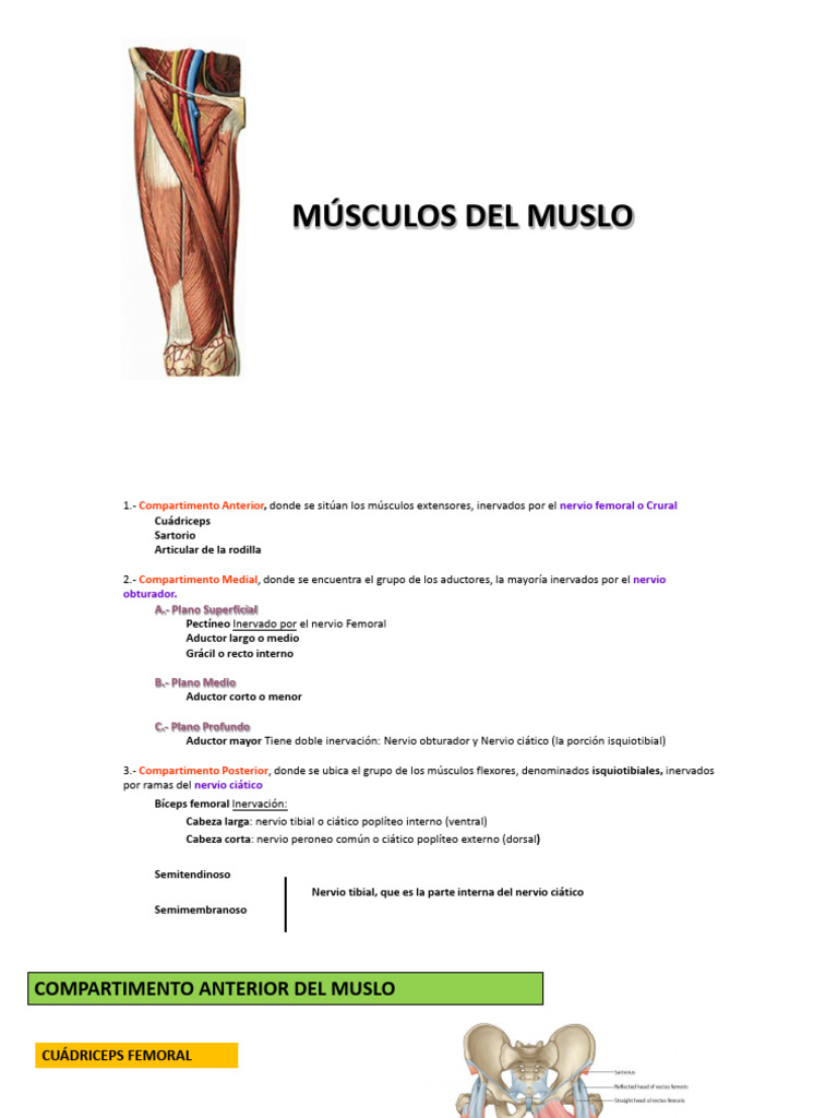 07_Musculos del muslo | PDF