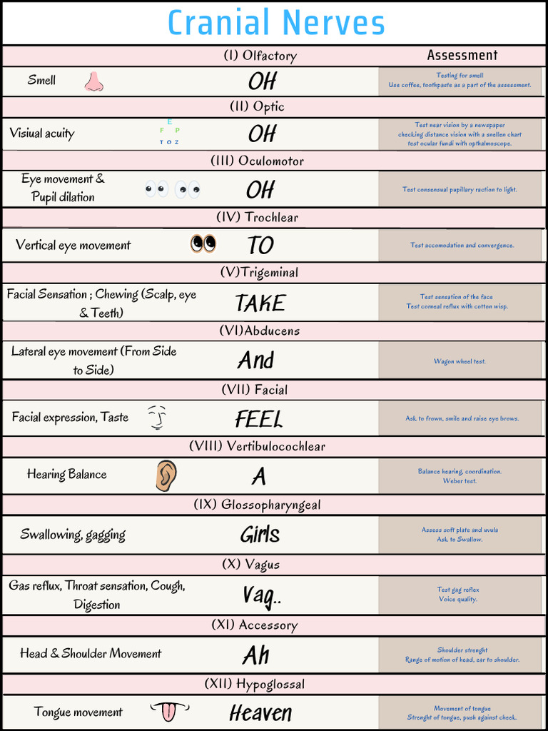 CranialNerves | PDF | Human Head And Neck | Nervous System
