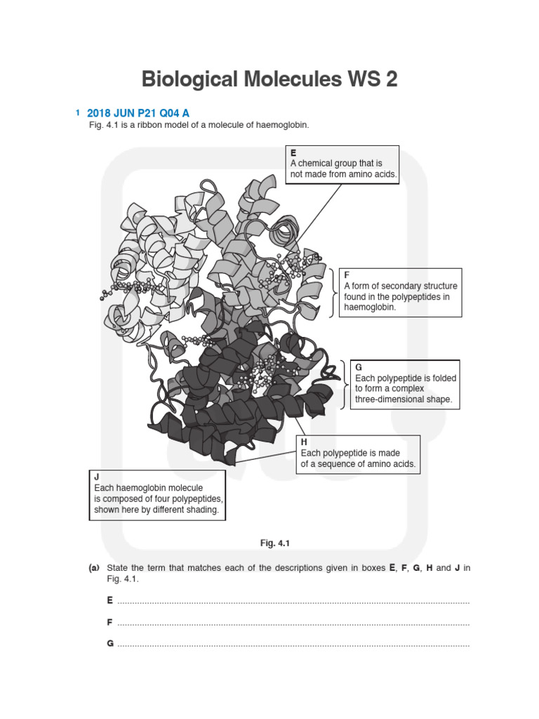 Biological Molecules Worksheet 2 Theory | PDF | Hemoglobin | Nucleic Acids