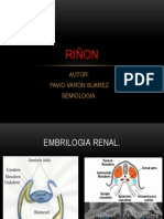 Anatomia Embriologia Fisiologia Renal