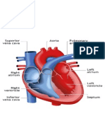 Anatomy of the Heart