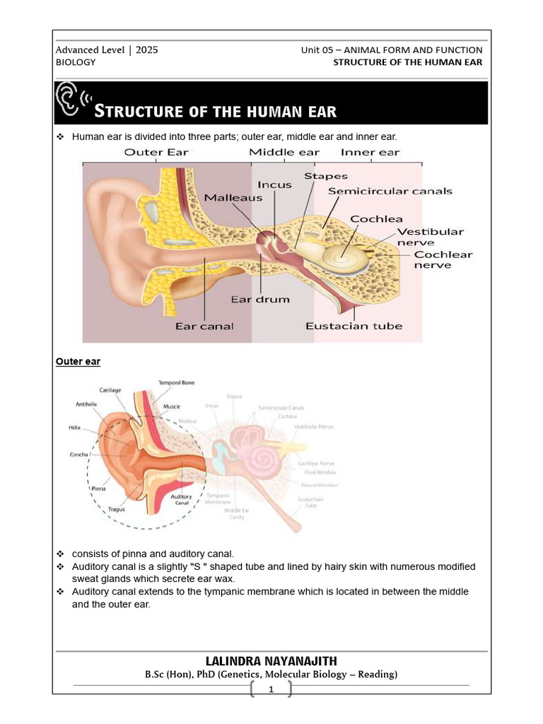 human ear | PDF