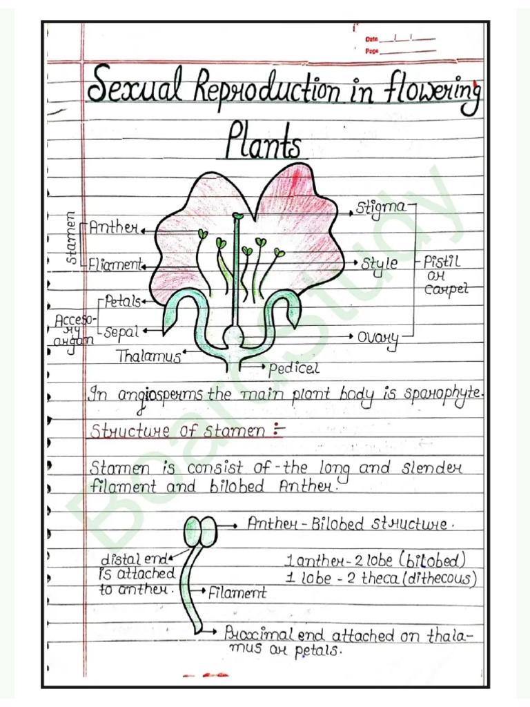 Sexual Reproduction in Flowering Plants 2005 | PDF