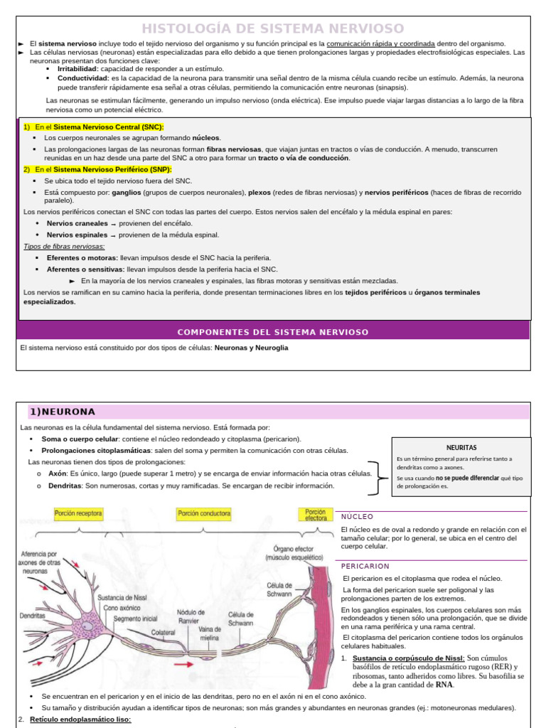 Histología de Sistema Nervioso | PDF | Sinapsis | Neurona