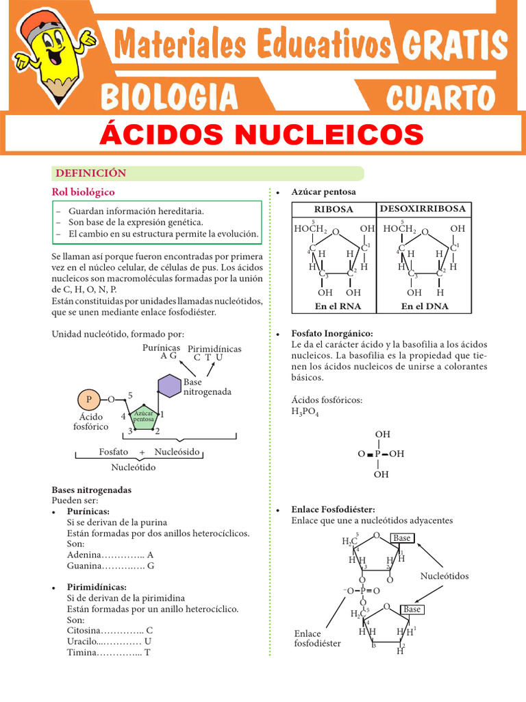 Los Ácidos Nucleicos | PDF | Adn | Rna