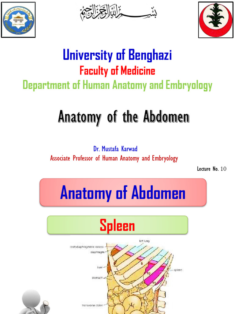 DR Mustafa Anatomy of The Abdomen Lecture (Spleen) | PDF
