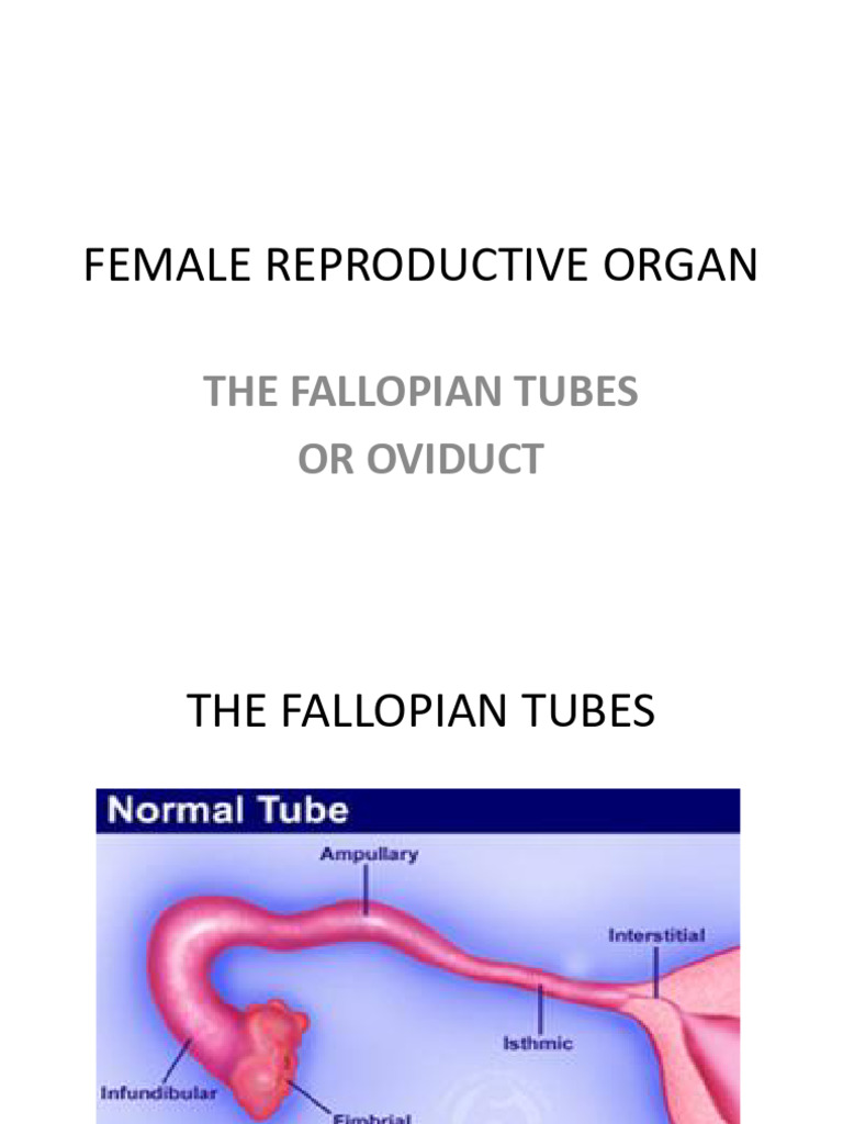 Fallopian Tubes | PDF | Anatomy | Animal Female Reproductive System