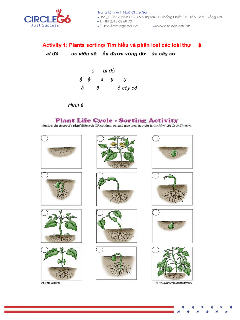 Acti 1 - Plants Sorting | PDF