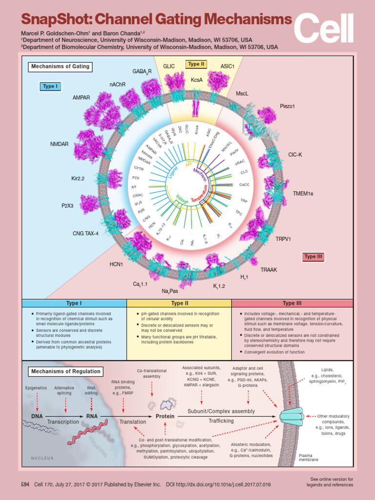 Pi is 0092867417308267 | PDF | Ion Channel | Proteins