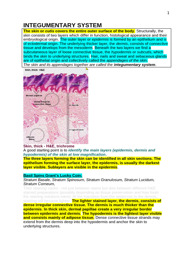 Integumentary System | PDF | Skin | Epidermis