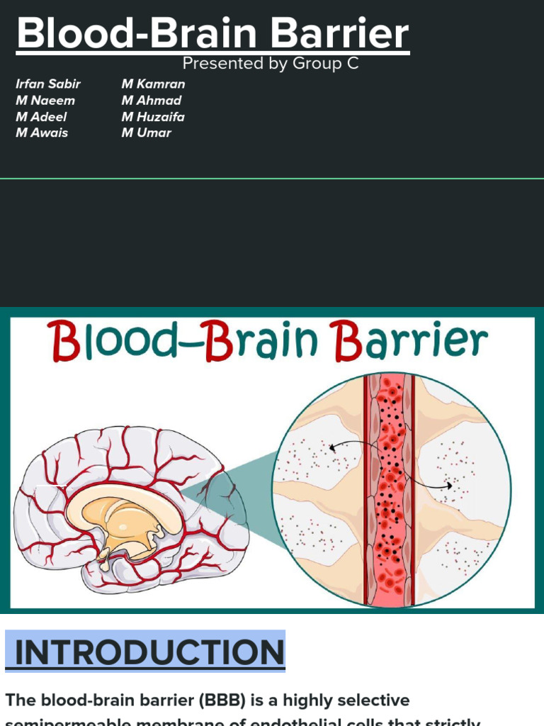 Blood Brain Barrier by Group C (1) | PDF | Clinical Medicine | Anatomy