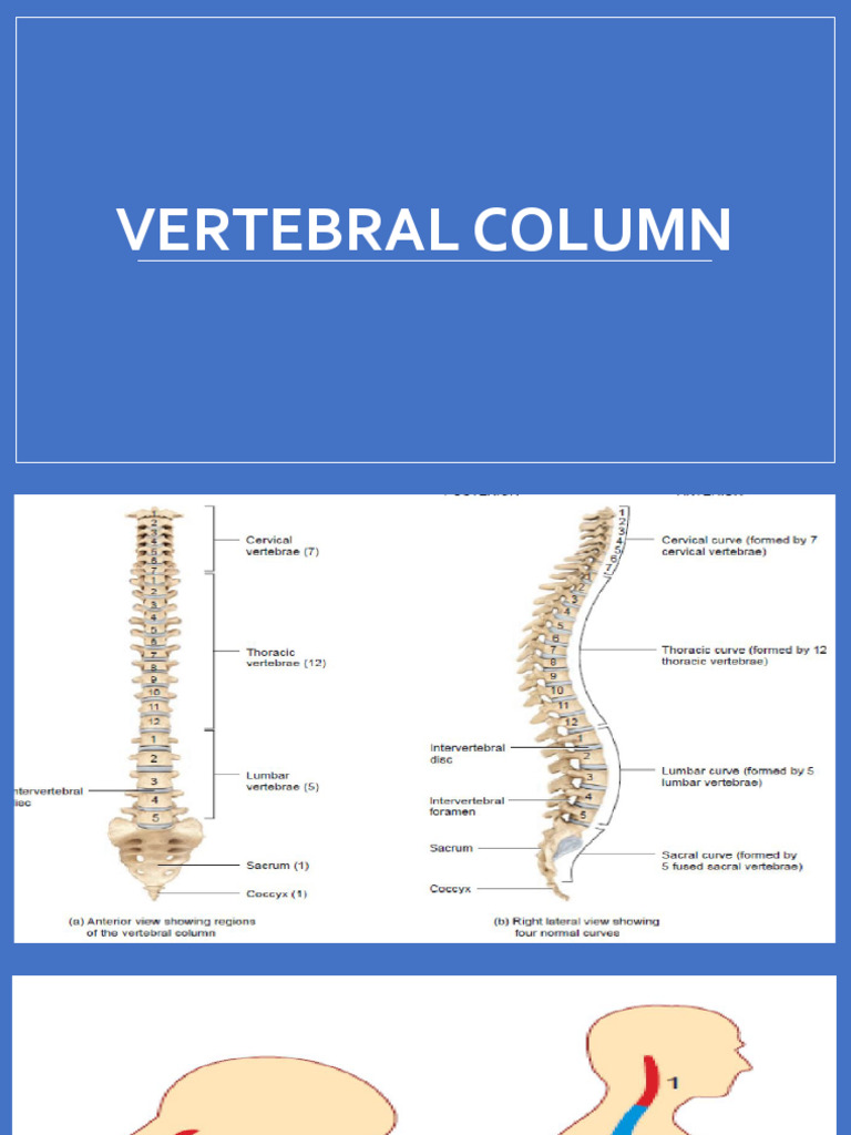 13. VERTEBRAL COLUMN.pptx | PDF