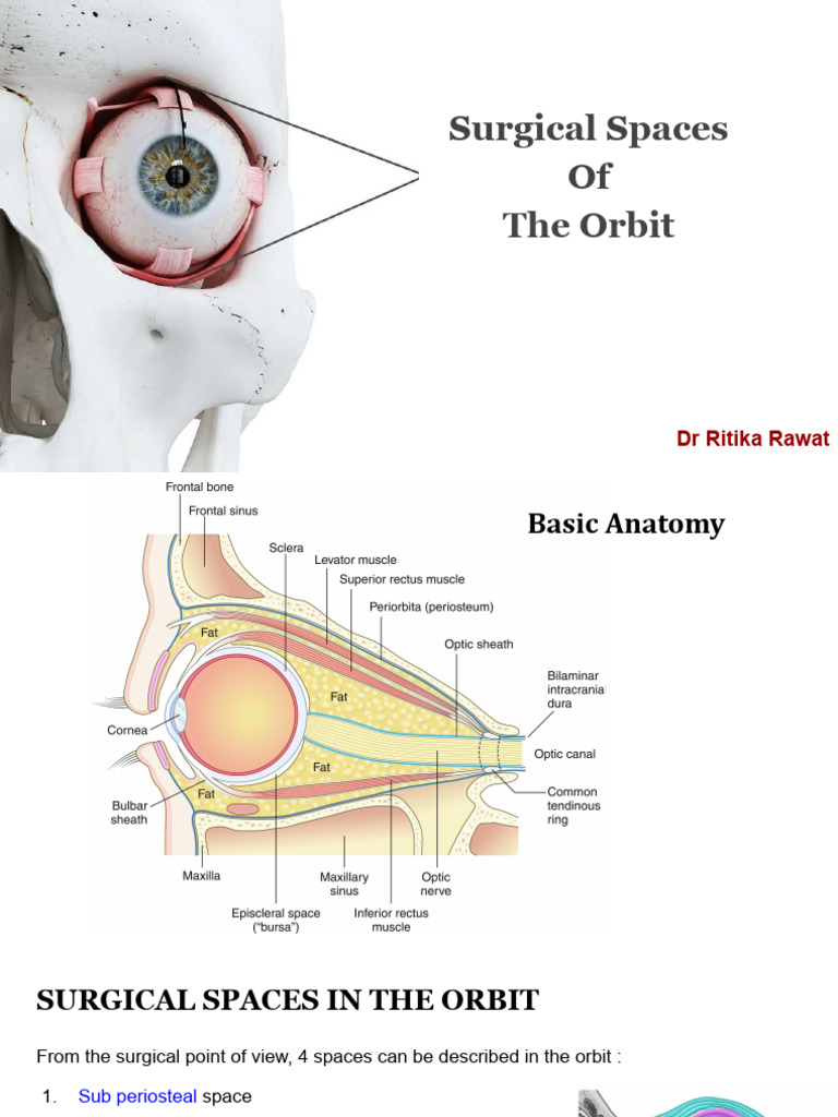 Surgical spaces of orbit | PDF | Ophthalmology | Human Eye