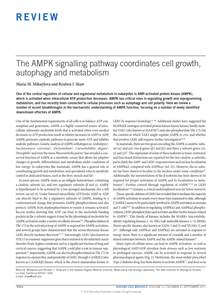 The AMPK Signalling Pathway Coordinates Cell Growth, Autophagy and ...