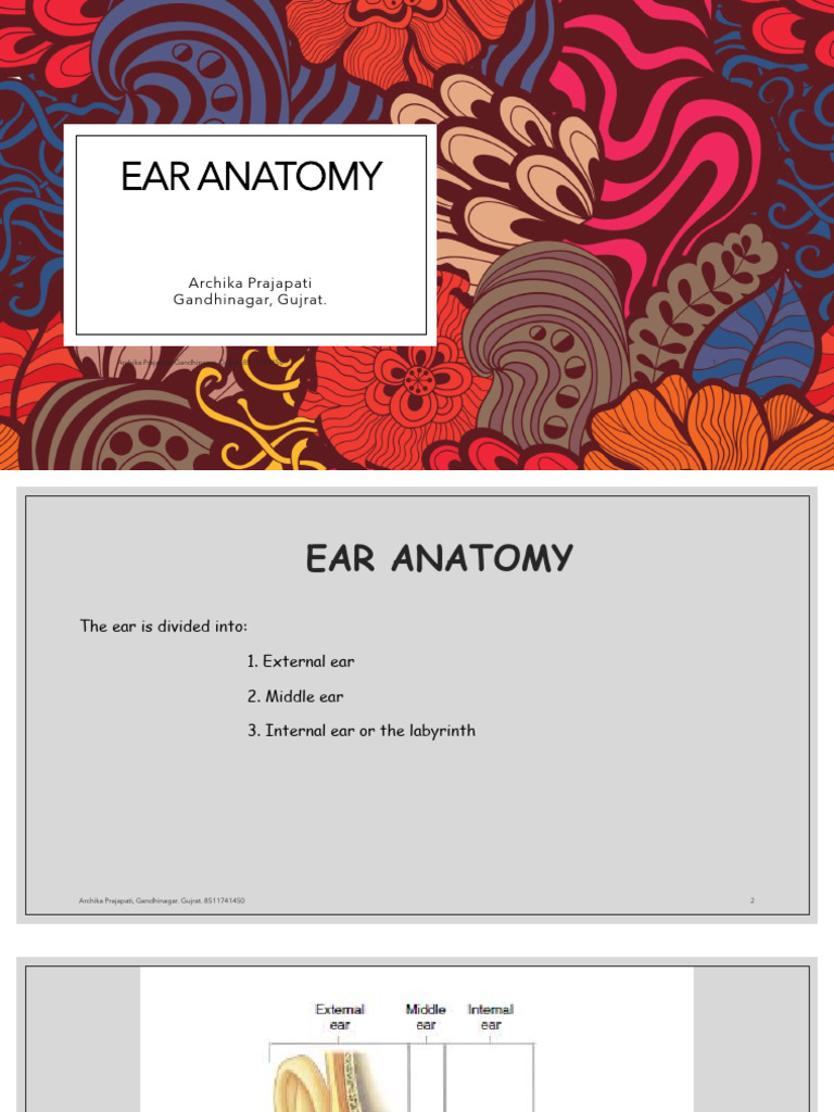 EAR AnAtomy | PDF | Ear | Anatomy