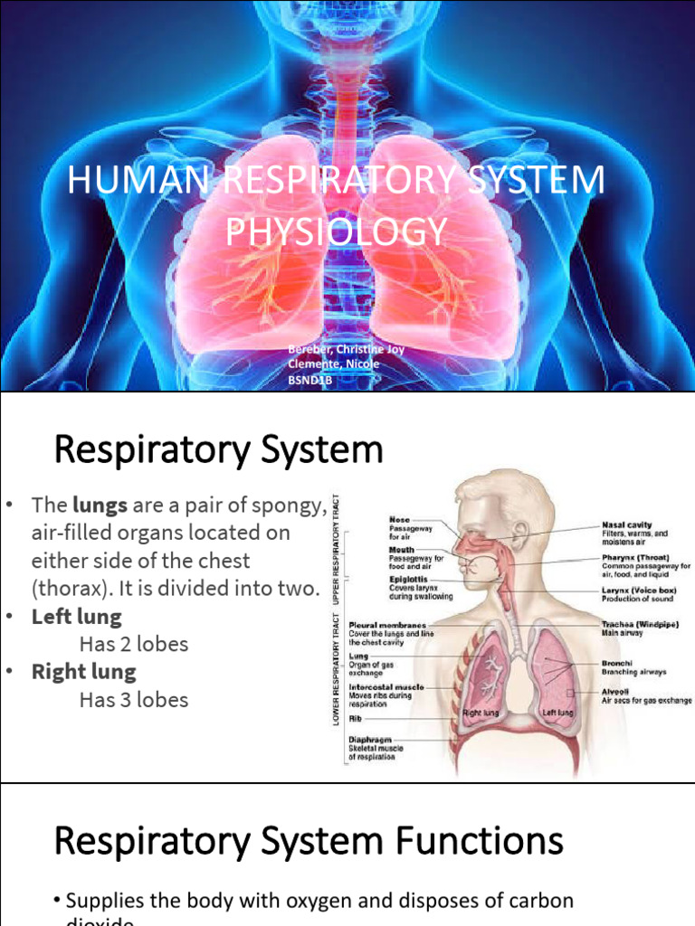 Respiratory System Structure, Function, and Breathing Process | PDF ...