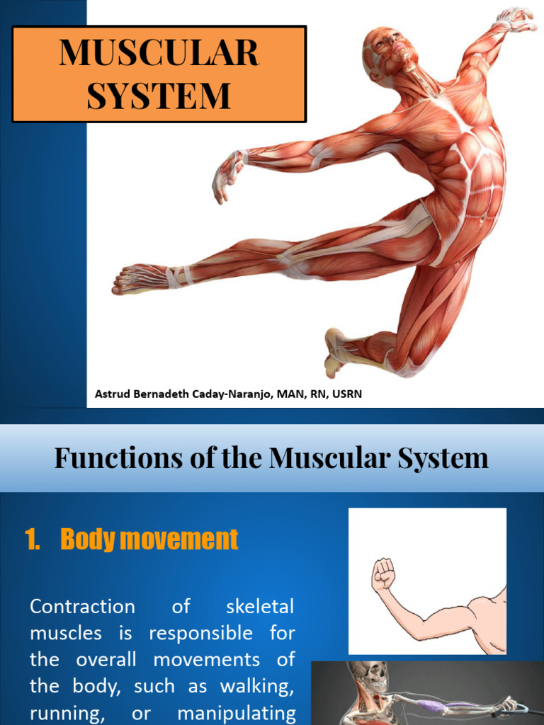 Muscular System Structure, Functions, and Types of Muscles | PDF ...