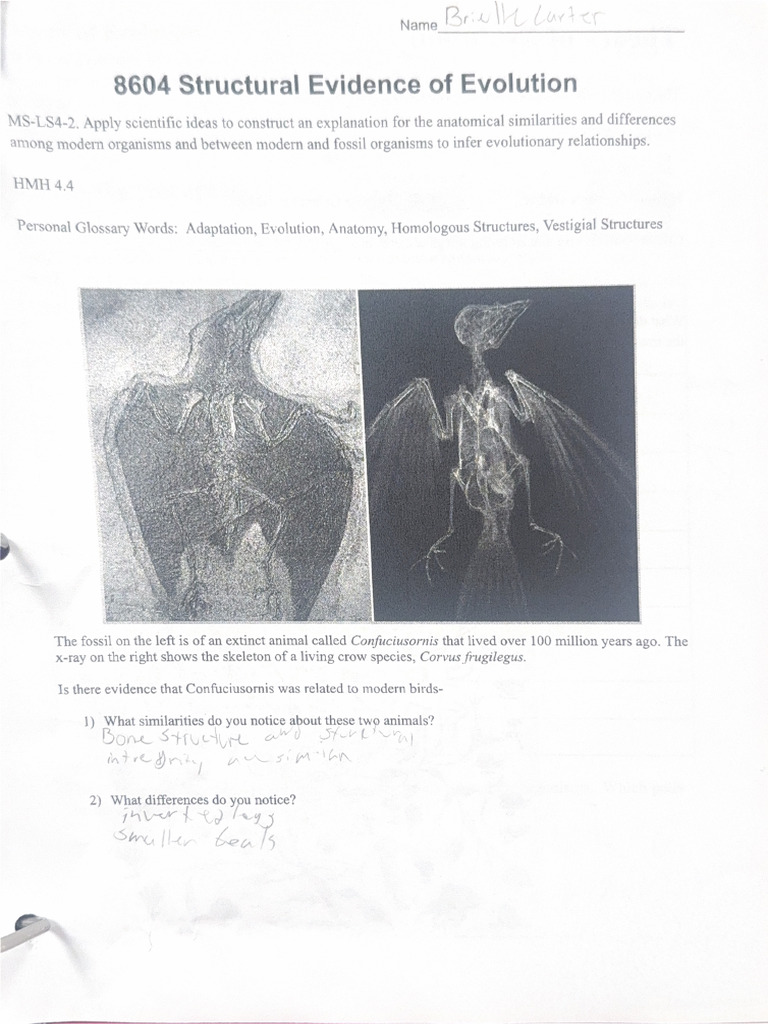 Structual Evidence of Evolution | PDF