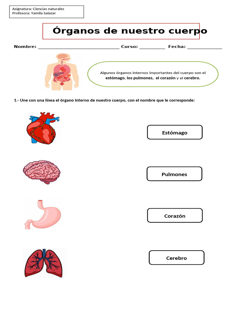 Guía Organos de Nuestro Cuerpo 2° Basico | PDF