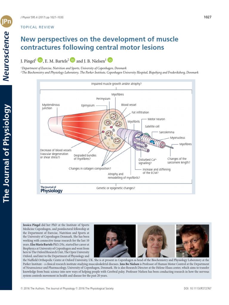 1. Contracturas musculares | PDF | Skeletal Muscle | Extracellular Matrix