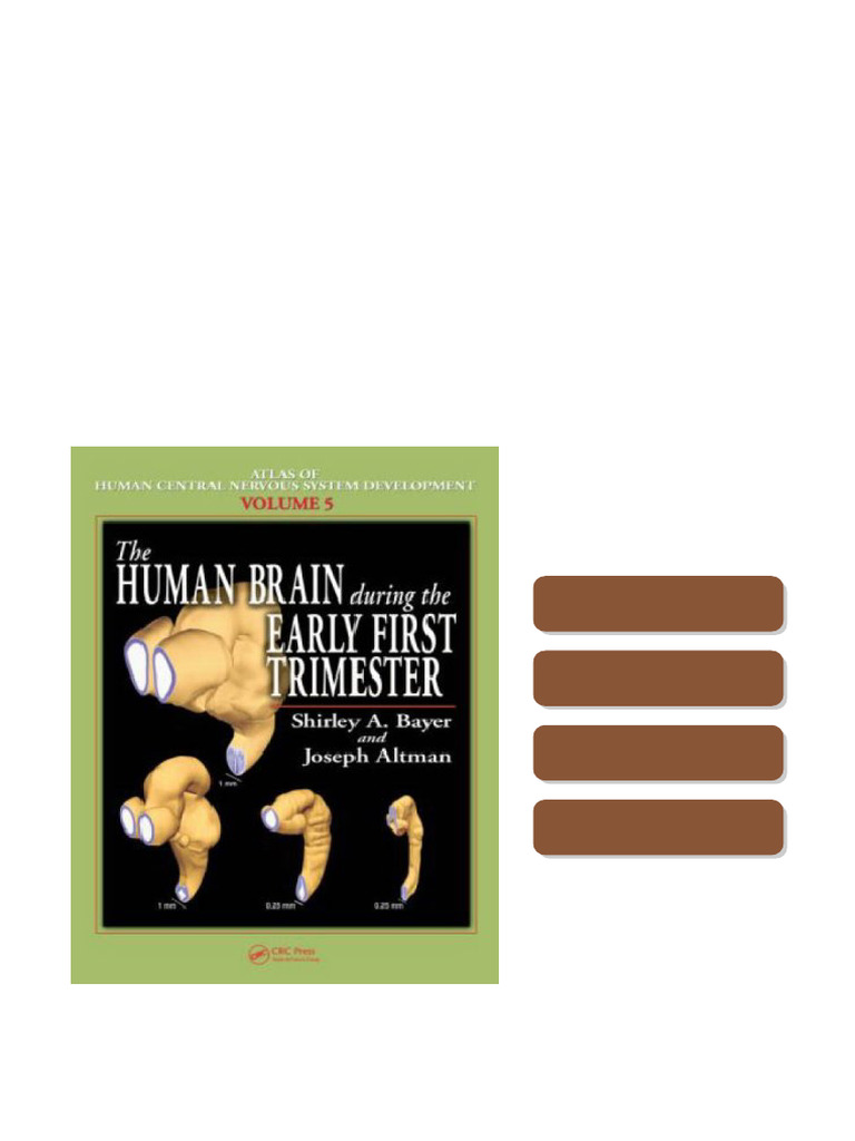 Step-by-step Ebook The Human Brain During the Early First Trimester ...