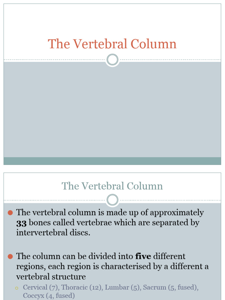 2 Vertebral Column | PDF | Vertebra | Human Anatomy