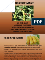 Maize Crop