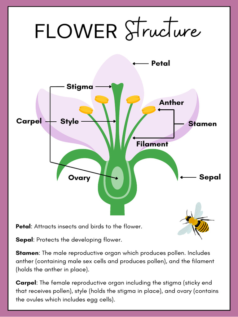 Science Flower Structure Poster | PDF