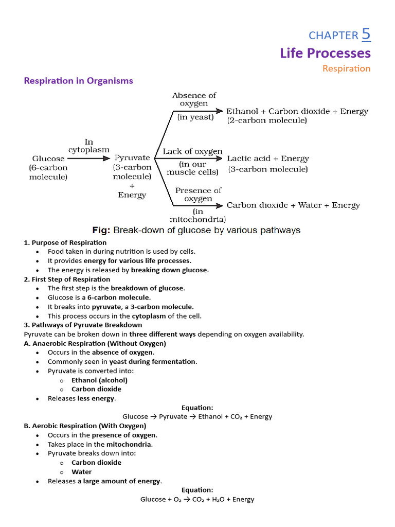 Chapter 1 Life Processes (Respiration) | PDF
