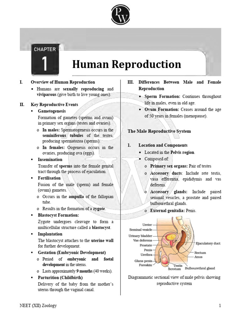 Human Reproduction Formula Sheet | PDF | Menstrual Cycle | Testicle