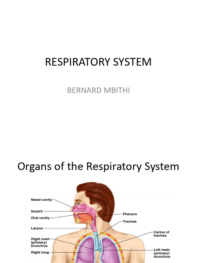 respiratory system | PDF | Respiratory Tract | Human Nose