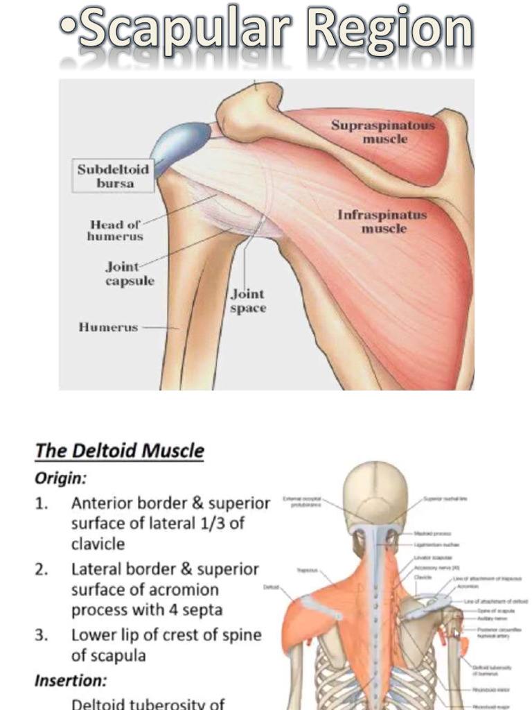 Scapular Region | PDF